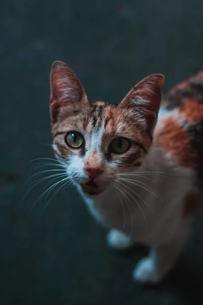 Вертикальный Снимок Милой Кошки Парке — стоковое фото