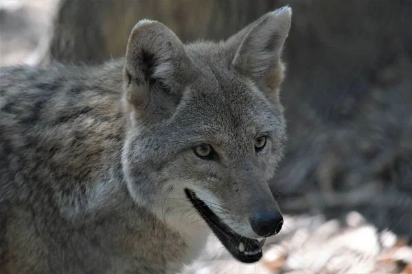 Een Closeup Van Een Coyote Wildernis — Stockfoto