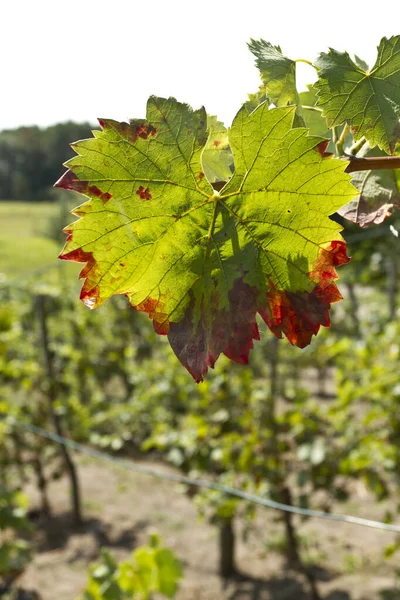 Een Selectieve Focus Shot Van Druivenbladeren Wijngaard — Stockfoto