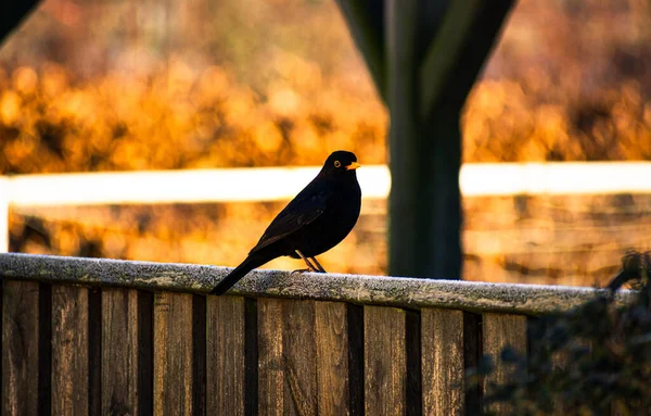 Gros Plan Oiseau Noir Dans Parc Automne — Photo