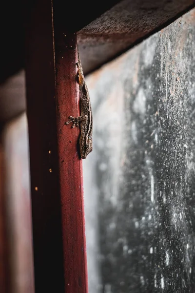 Pionowe Ujęcie Jaszczurki Drewnianej Belce Przed Brudnym Oknem — Zdjęcie stockowe