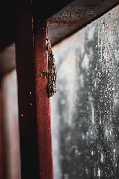 Disparo Vertical Lagarto Viga Madera Delante Del Cristal Ventana Sucia — Foto de Stock