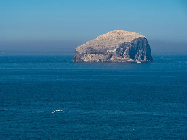 Bass Rock Island Coastal Scottish Region East Lothian Zjednoczone Królestwo — Zdjęcie stockowe
