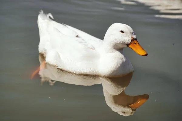 Tiro Perto Pato Branco Nadando Pacificamente Lago — Fotografia de Stock