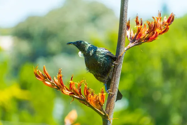 Oiseau Vert Exotique Sur Une Branche Sur Arbre — Photo