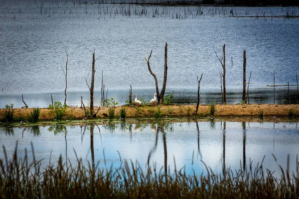 View Cooloolabin Dam Yandina Australia — Stock Photo, Image