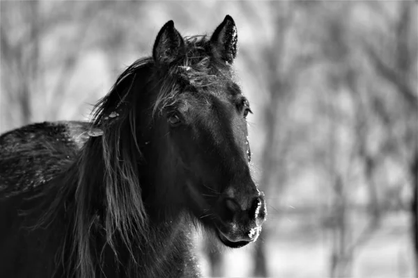 Plan Niveaux Gris Cheval Sur Fond Flou — Photo