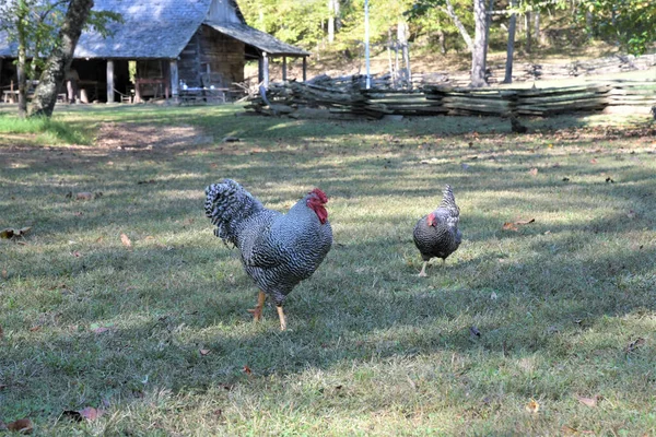 Dva Kohouti Farmě Budovou Pozadí — Stock fotografie