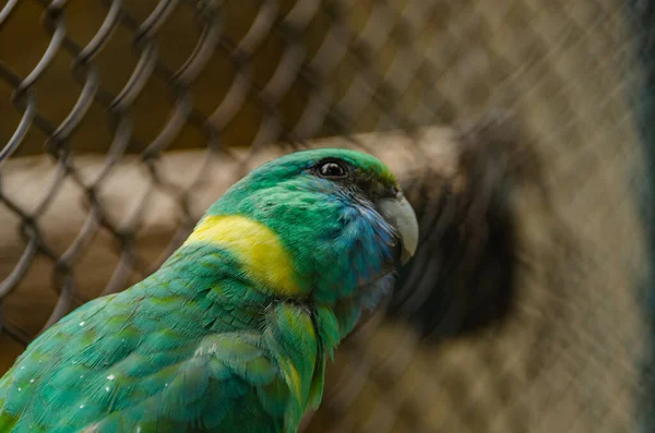 Tiro Perto Cabeça Belo Papagaio Colorido Gaiola — Fotografia de Stock