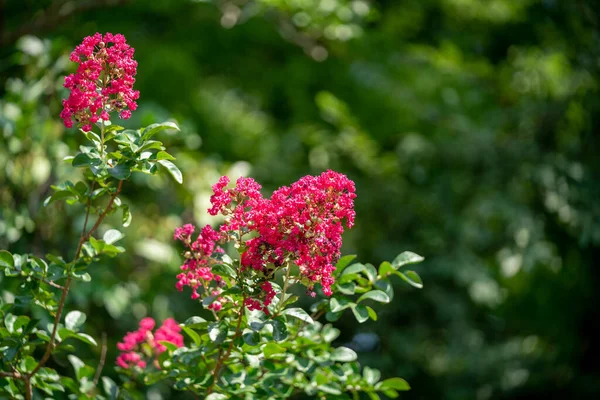 Gros Plan Lagerstroemia Indica Fleurs Poussant Dans Jardin Sur Fond — Photo