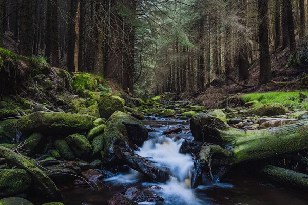 Malebný Pohled Malou Řeku Procházející Tajemným Lesem — Stock fotografie