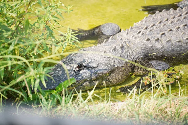 Ein Gruseliges Krokodil Versteckt Sich Hinter Den Pflanzen — Stockfoto