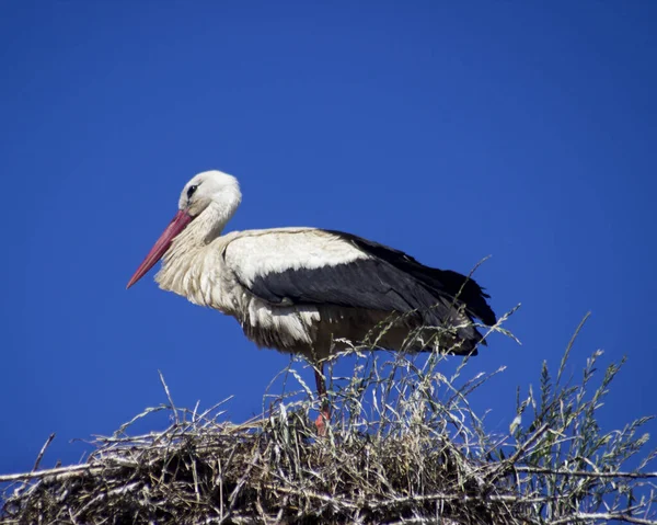 Horizontal Photo White Stork Ciconia Cicinia — Stock Photo, Image