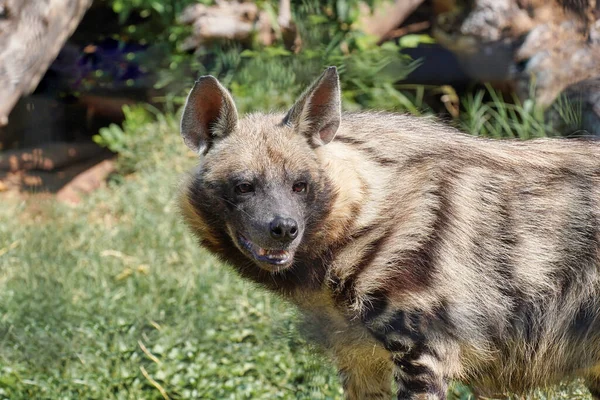 Nahaufnahme Einer Gestreiften Hyäne Zoo Auf Verschwommenem Hintergrund — Stockfoto