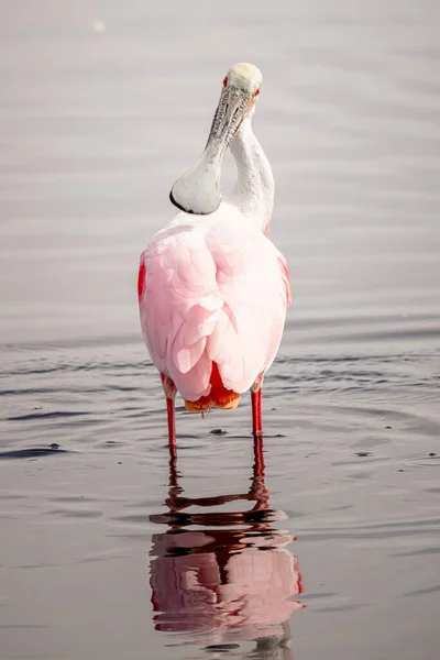 Eine Vertikale Aufnahme Eines Rosafarbenen Löffelvogels Der Einem See Thront — Stockfoto