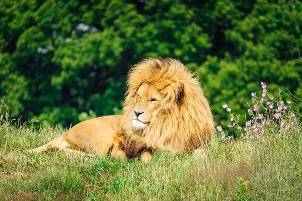 Een Schilderachtig Uitzicht Een Mannelijke Leeuw Zijn Habitat — Stockfoto