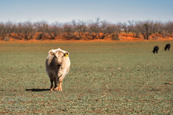 Una Vista Panorámica Una Vaca Caminando Prado Clima Soleado —  Fotos de Stock