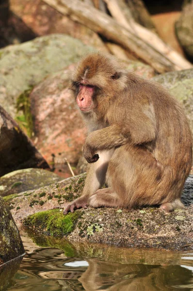 Vertikální Záběr Malé Opice Sedící Skále Slunečného Počasí — Stock fotografie