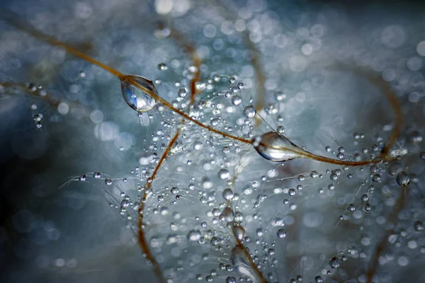 Closeup Shot Water Droplets Dandelion Flower Blurred Background — ストック写真