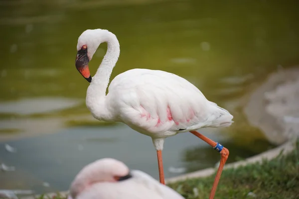 Festői Kilátás Egy Fehér Flamingó Egy Elmosódott Háttér — Stock Fotó