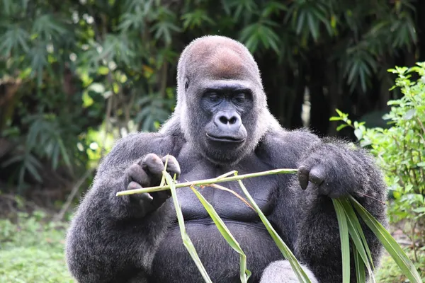 Black Gorilla Eating Plants Wilderness — Stock Photo, Image