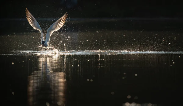 Крупним Планом Знімок Чаплі Озері Горі — стокове фото