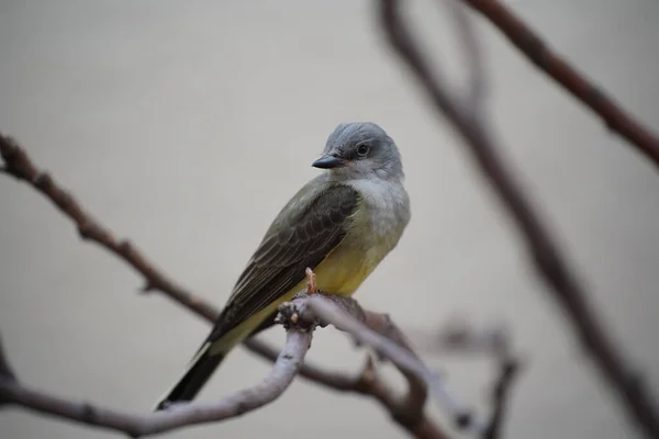 Eine Malerische Ansicht Eines Westlichen Königsvogels Der Auf Einem Ast — Stockfoto