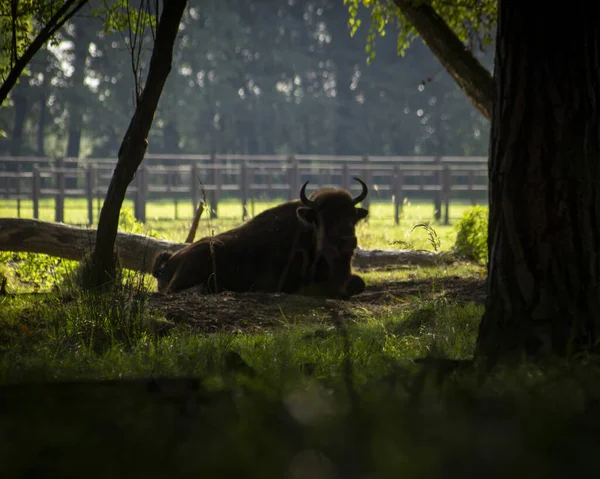 Photo Wisent Bos Bonasus Wilderness — Stock Photo, Image