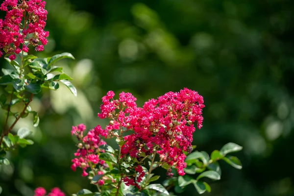 Bahçede Yetişen Lagerstroemia Indica Çiçeklerinin Yeşil Arka Planda Yakın Plan — Stok fotoğraf