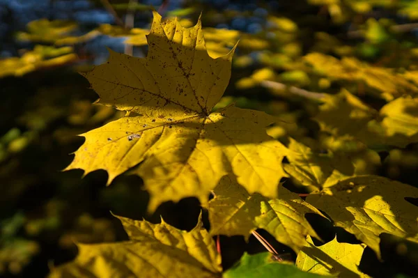 Folhagem Outono Colorido Sol — Fotografia de Stock