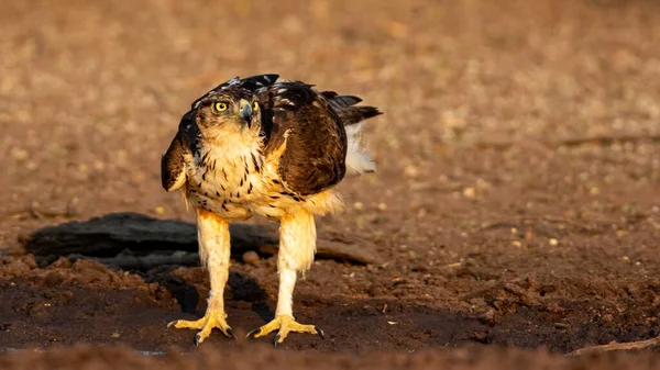 Falcão Num Zoológico Pôr Sol — Fotografia de Stock