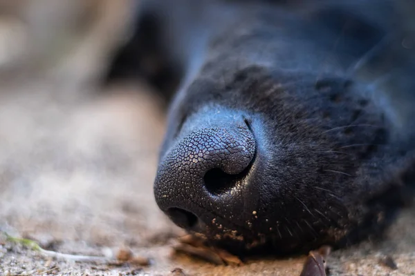 A closeup shot of a black dog nose outdoors on the wet ground surface