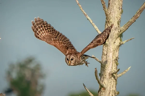 Belo Tiro Uma Coruja Manchada Voando Céu — Fotografia de Stock