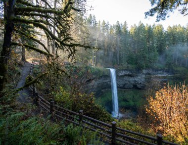 A mesmerizing view of a waterfall among trees at Silver Falls State Park in the USA clipart