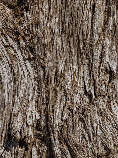 Вертикальний Крупним Планом Знімок Старого Зморщеного Стовбура Коричневого Дерева Фону — стокове фото