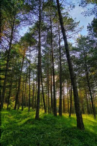 Plano Vertical Bosque Con Árboles Altos Naturaleza Exuberante — Foto de Stock