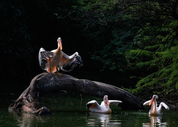 Рожевий Пелікан Озері Друзями Біля Ялинок — стокове фото