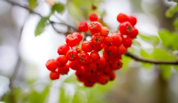 Μια Επιλεκτική Φωτογραφία Του Rowan Berries Στο Αγρόκτημα — Φωτογραφία Αρχείου