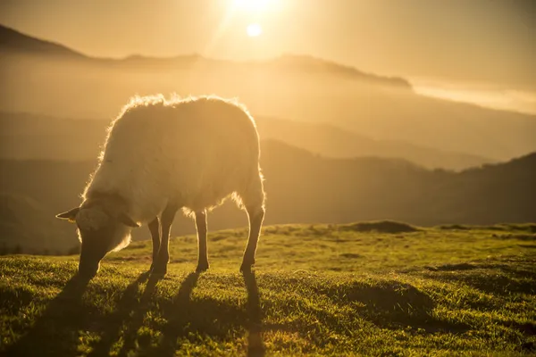 Pecore Pascolo Nelle Montagne Basche — Foto Stock