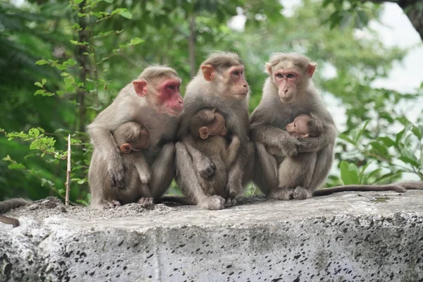 Bonnet Macaque Également Connu Sous Nom Zati Espèce Macaque Endémique — Photo