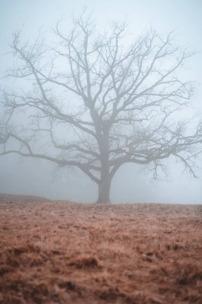 Tiro Vertical Uma Grande Árvore Solitária Nua Dia Nebuloso — Fotografia de Stock