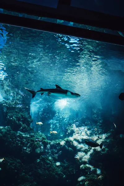 Een Verticaal Schot Van Haai Zwemmend Het Oceanarium — Stockfoto