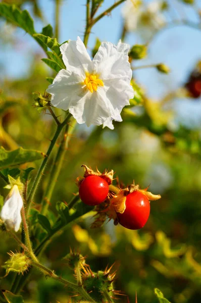 Flower Fruit Sticky Nightshade Typical Solanaceae Flower Very Prickly — Stock Photo, Image