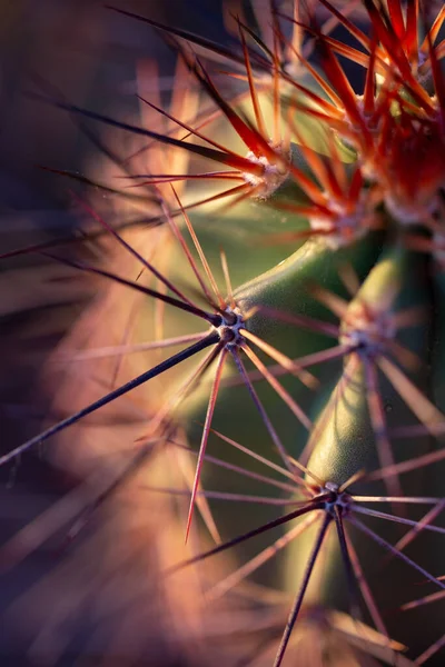Egy Függőleges Lövés Lila Sárga Zöld Piros Tövises Kaktusz Naplementekor — Stock Fotó