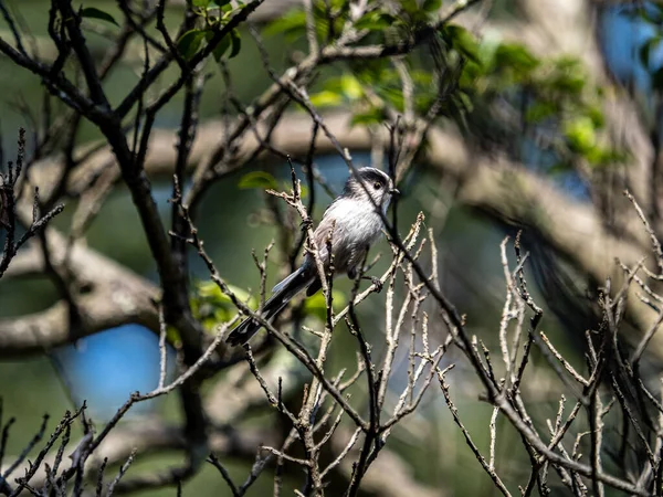 Closeup Long Tailed Bush Tit Perched Bare Tree Branch Field — Stockfoto