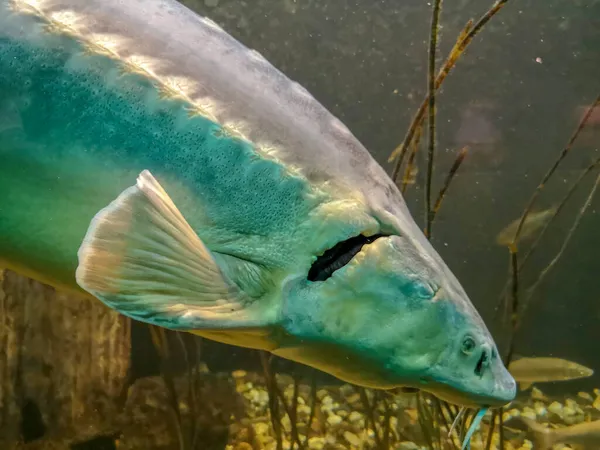 Close Shot Giant Turquoise Fish Water — Stock Photo, Image