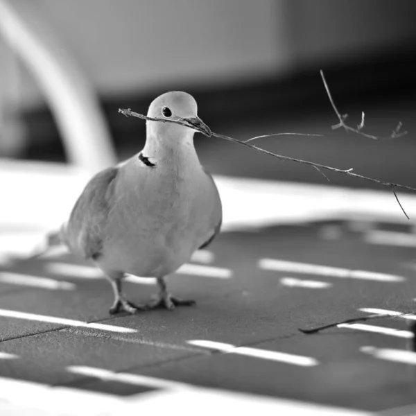 Cliché Niveaux Gris Une Colombe Collier Eurasien Avec Une Brindille — Photo