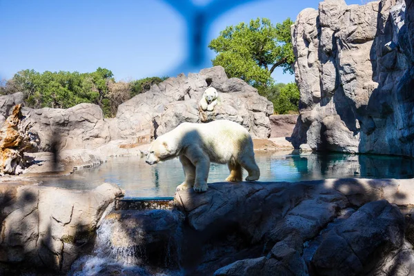 Albuquerque Estados Unidos 2021 Una Hermosa Toma Oso Polar Zoológico —  Fotos de Stock