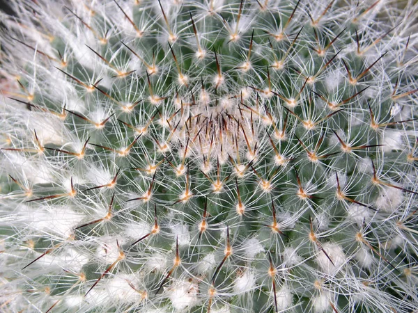 Ett Makro Skott Kaktus Spikar — Stockfoto