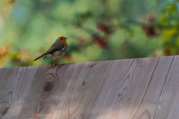 Selective Focus Shot Robin Bird Perching Wooden Surface — Stock Photo, Image